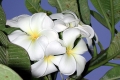 DSCN2961