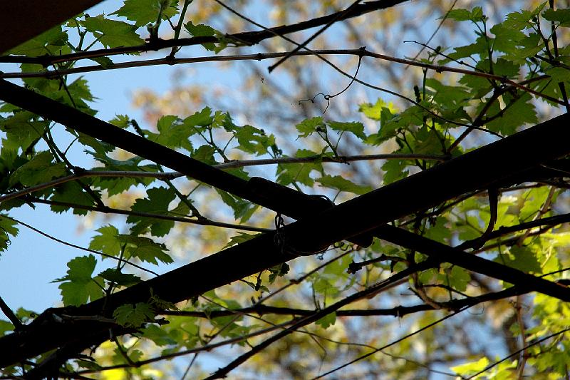 DSC_6596.jpg
