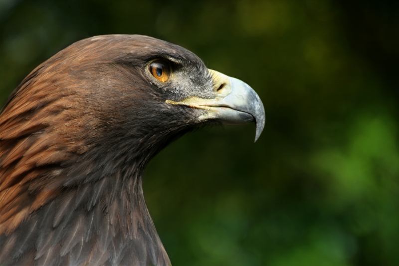 Steinadler_Aquila_chrysaetos_closeup2_Richard_Bartz.jpg