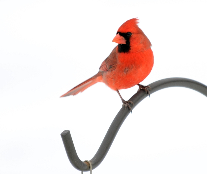 D7K_0129w.jpg - Male Cardinal