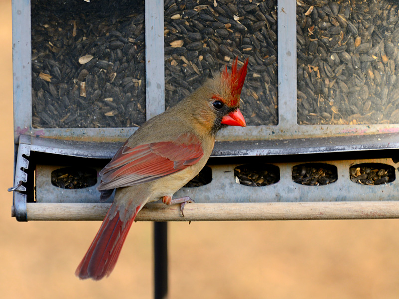 D7K_2909w.jpg - Female Cardinal